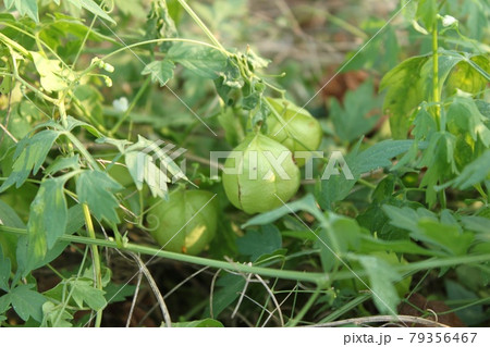 ふうせんかずら 79356467