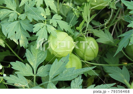 ふうせんかずら ふうせんかずら 79356468