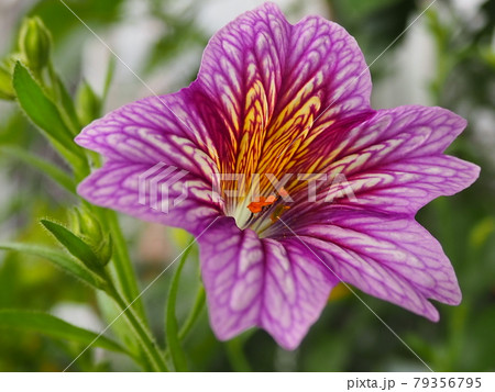 サルピグロッシスの薄紫色の花のアップ 79356795