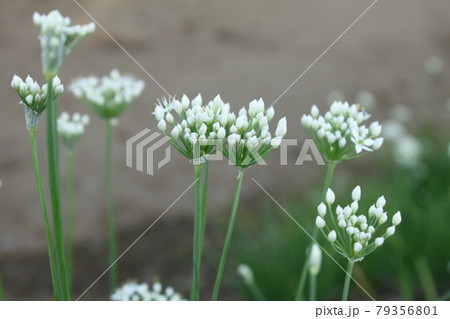 にらの花 にらの花 79356801