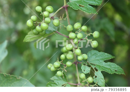 青い野ぶどうの実 79356895