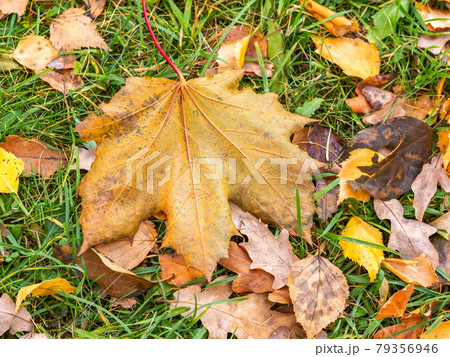 Orange and yellow fallen maple leaves in the sunlight. Orange and yellow fallen maple leaves in the sunlight. 79356946