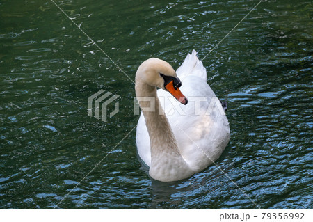 A graceful white swan swimming on a lake with dark green water. The white swan is reflected in the water A graceful white swan swimming on a lake with dark green water. The white swan is reflected in the water 79356992