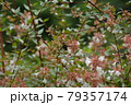 クマバチ 79357174