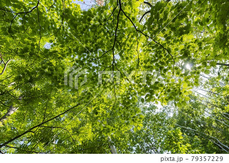 新緑の葉が美しく風に揺れる森の中です 79357229