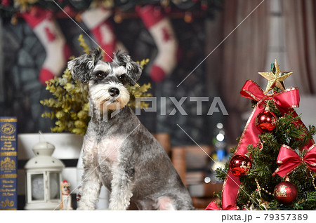 クリスマスでおすましするミニチュアシュナウザーの写真素材 [79357389