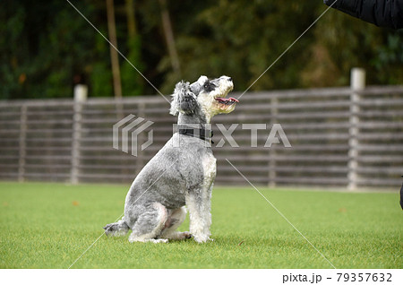 ドッグランでおすましするミニチュアシュナウザー 79357632