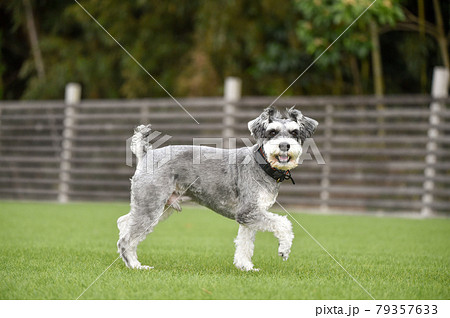 ドッグランでおすましするミニチュアシュナウザー 79357633