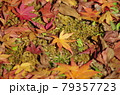 晩秋　落ち葉の彩り 79357723