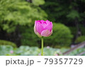 梅雨の風物詩　蓮一輪 79357729