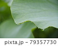 蓮の葉に、吸い付く水滴 79357730
