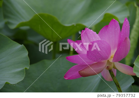 梅雨のワンシーン 梅雨のワンシーン 79357732