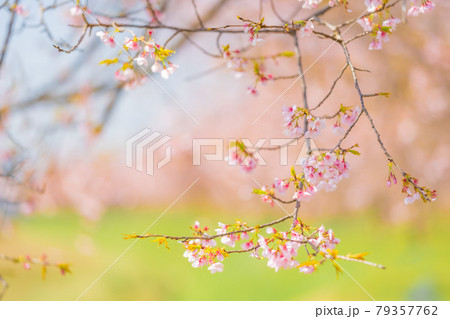 坂戸北浅羽桜堤公園の桜 79357762