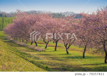 坂戸北浅羽桜堤公園の桜 坂戸北浅羽桜堤公園の桜 79357831