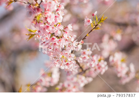 坂戸北浅羽桜堤公園の桜 79357837