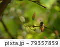 ミツバチ 79357859