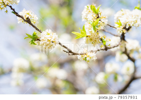 中野哲学堂公園の満開の桜 中野哲学堂公園の満開の桜 79357931