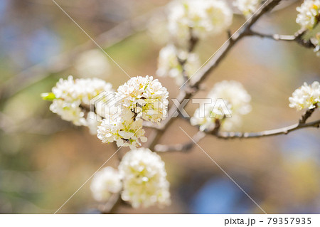 中野哲学堂公園の満開の桜 79357935