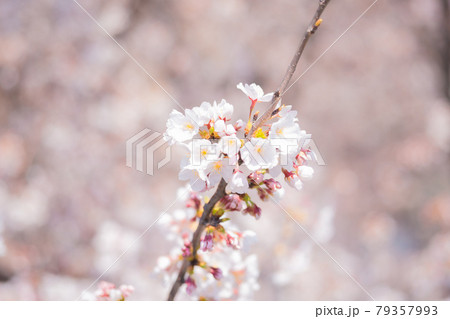 中野哲学堂公園の満開の桜 中野哲学堂公園の満開の桜 79357993