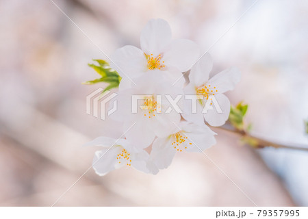 中野哲学堂公園の満開の桜 79357995