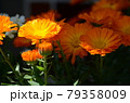 キンセンカ 79358009