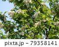 ニセアカシアの花 79358141