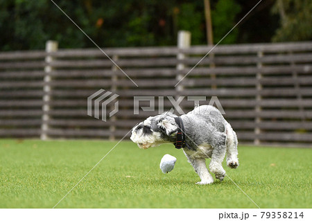 ドッグランで遊ぶミニチュアシュナウザー 79358214