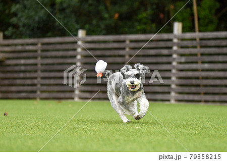ドッグランで遊ぶミニチュアシュナウザー 79358215