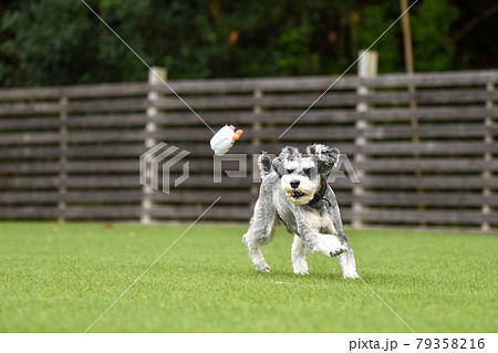 ドッグランで遊ぶミニチュアシュナウザー 79358216