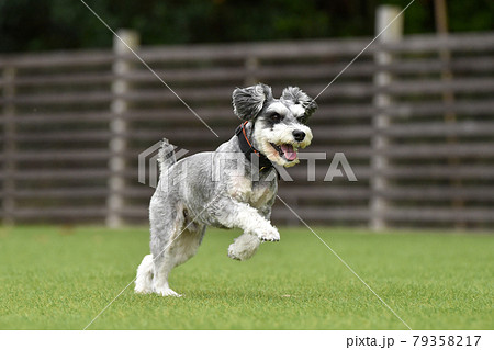 ドッグランで遊ぶミニチュアシュナウザー 79358217