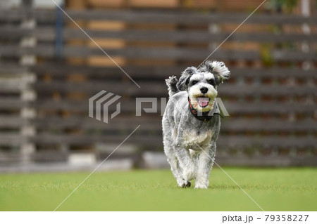 ドッグランで遊ぶミニチュアシュナウザー 79358227