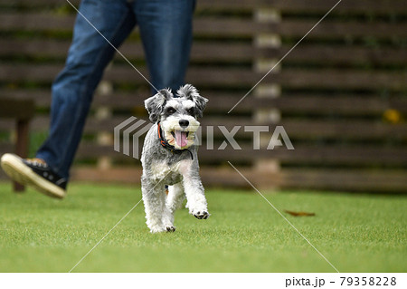 ドッグランで遊ぶミニチュアシュナウザー 79358228