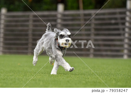 how high can a schnauzer jump