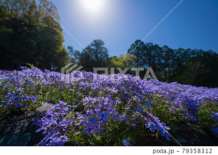 秩父羊山公園の芝桜 79358312