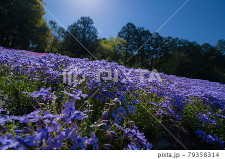 秩父羊山公園の芝桜 79358314