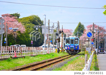 茨城県ひたちなか市　ひたちなか海浜鉄道湊線　工機前駅　春桜満開2 79358331