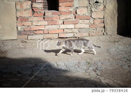 The cat walks down the street in the morning. 79358416
