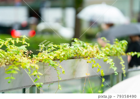 梅雨イメージ　原宿　表参道 79358490