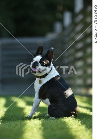 ドッグランでおすましするボストンテリア 79358495