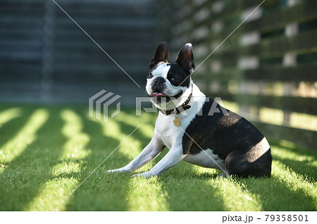 can boston terriers run