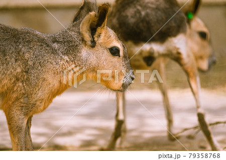 動物園のマーラの写真素材