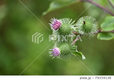 ゴボウ(牛蒡)の花 ゴボウ(牛蒡)の花 79359136