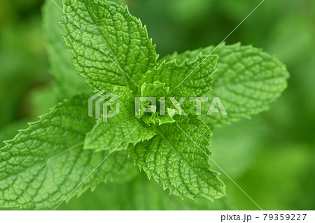 アップルミントの葉 アップルミントの葉 79359227