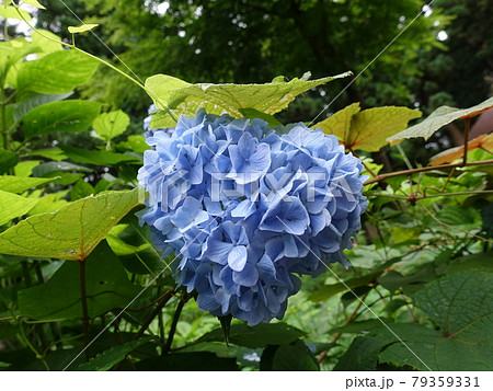 ハートのアジサイ　あじさい　紫陽花 79359331
