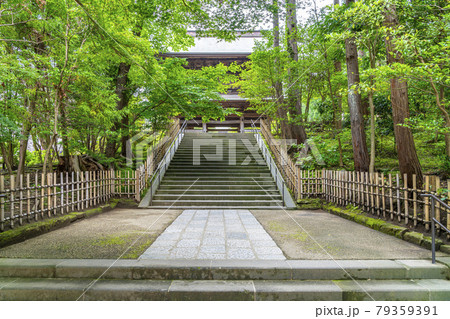 【神奈川県】鎌倉　生い茂る新緑が美しい円覚寺の山門 79359391
