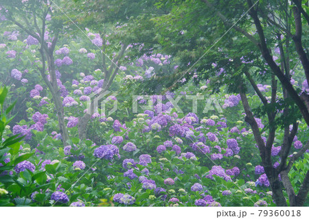 霧に包まれる紫陽花【埼玉県秩父郡皆野町美の山公園】 霧に包まれる紫陽花【埼玉県秩父郡皆野町美の山公園】 79360018