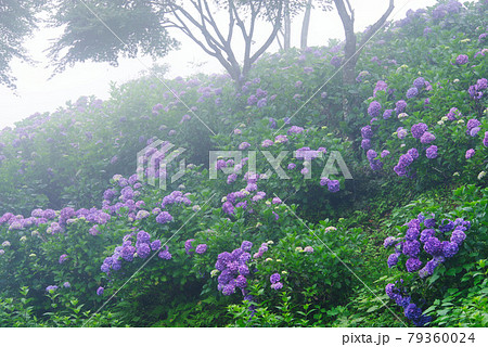 霧に包まれる紫陽花【埼玉県秩父郡皆野町美の山公園】 霧に包まれる紫陽花【埼玉県秩父郡皆野町美の山公園】 79360024