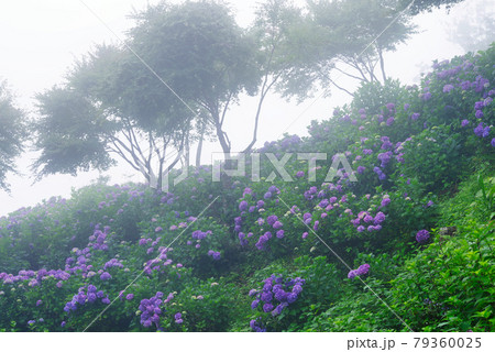 霧に包まれる紫陽花【埼玉県秩父郡皆野町美の山公園】 79360025