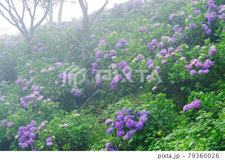 霧に包まれる紫陽花【埼玉県秩父郡皆野町美の山公園】 霧に包まれる紫陽花【埼玉県秩父郡皆野町美の山公園】 79360026