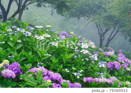 霧に包まれる紫陽花【埼玉県秩父郡皆野町美の山公園】 79360033